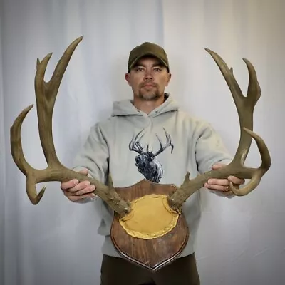 Gnarly 7x8 Heavy Wild Mule Deer Skull Cap Antler Horn Deer Mount Taxidermy Rack • $179.99