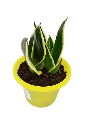 Sansevieria Lotus Hanhii | Rare Aroid | Established Indoor Plant. Easy To Care. • $23.95