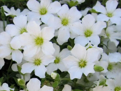 £14.99 • Buy Arenaria Montana Perennial Trailing Alpine Plant 4 X 13cm Pots 