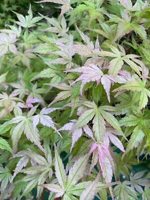 PRE-ORDER Acer Palmatum Shishio Or Chishio Grafted Japanese Maple Tree • £9.75