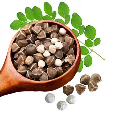 Organic Moringa Oleifera Drumstick Seeds Non-GMO (Chùm Ngây) • $3
