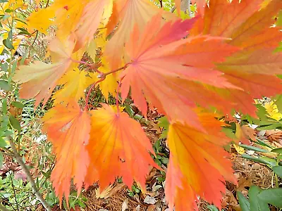 10 MEIGETSU FULLMOON MAPLE SEEDS - Acer Japonicum 'Meigetsu' • $6.50