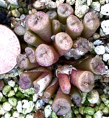 Mesembs Plant - Conophytum Irmae Rietkloof - Flat Top Clumper! • $39.99