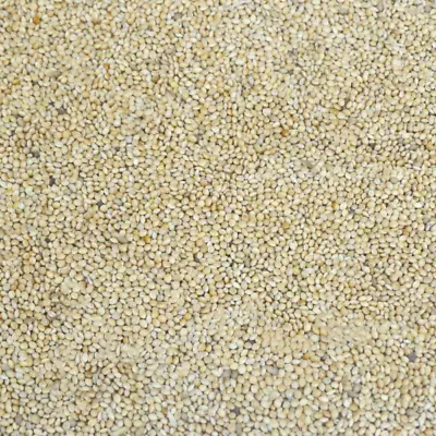 Premium Quality White Millet Seed Budgie Finch Canary Caged Aviary & Wild Birds • £12.99