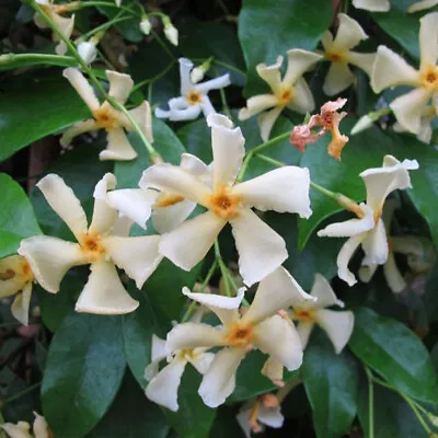 Trachelospermum Jasminoides Star Of Toscane - Star Jasmine - Plant In 9 Cm Pot • £9.95