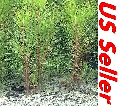 1 Tree Seedling 4 ~7  Tall Georgia Long Needle Pine Trees P2 Hardy Trees • $13.99