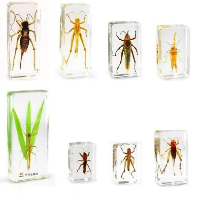 Real Office Insect Paperweight Grasshopper Specimens - Locust Stick Cricket • £6.95