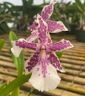 Miltonia Bluntii ‘Pisgah’ Natural Hybrid - MATURE BLOOMING SIZE PLANT • $49.95