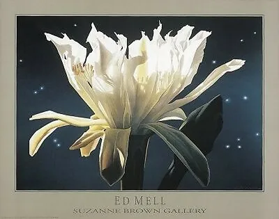 Night Blooming By Ed Mell 26 X 33 Poster • $99.99