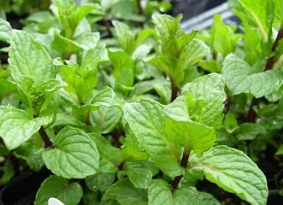 Spearmint Herb - Mint - Great For Tea - 1 Plant • $4.45