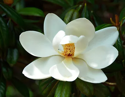 Magnolia 25+ Seeds Cleaned And Stratification Begun Native To South Carolina • $6.50