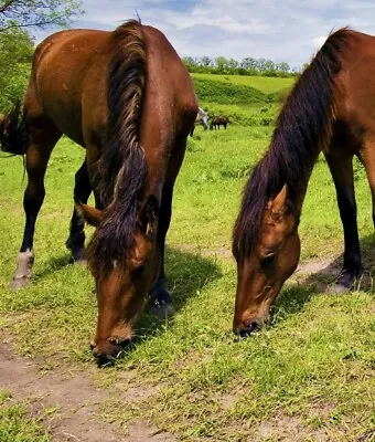 20.00 Kg Horse Pasture Repair Seeds Equine Grass Seed Pony Paddock Overseeding • £96
