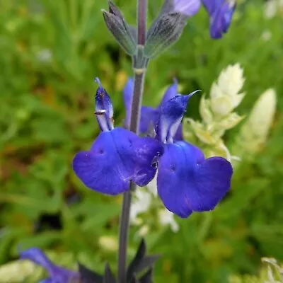 Salvia Greggii Plug Plants Blue Note Alpine Garden Flowers Evergreen Pack Of 3 • £9.99