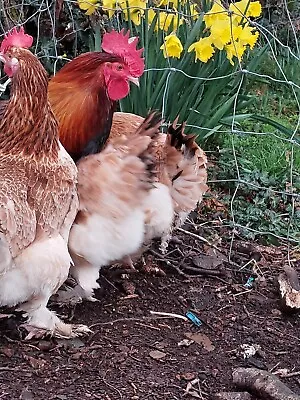 Wheaton Maran Hatching Eggs X6 • £14