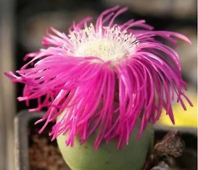 Argyroderma Delaetii @ Rare Mesemb Flowering Living Stones Cactus Seed 50 SEEDS • $8.99