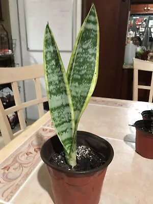 Snake Plant BARE ROOTmother-in-law S Tongue(sansevieria)air Purifying • $5.50