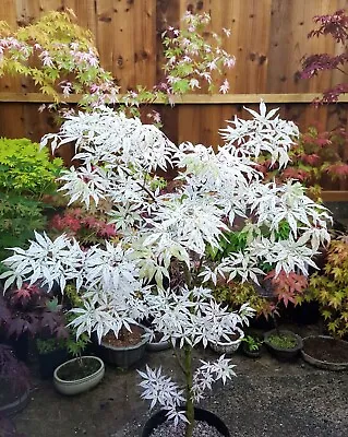$4.99 • Buy Japanese Maple Bonsai White Rare Tree 10 Seeds Authentic Acer Buergerianum