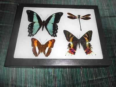 Real Framed Mounted  Butterflies Urania Ripheus Dragonfly In 6x8 Riker  #m32 • $37