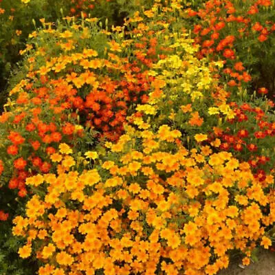 Signet Marigold STARFIRE MIX 12  Beneficial | Cutting Garden! Non-GMO 200 Seeds! • $3.98