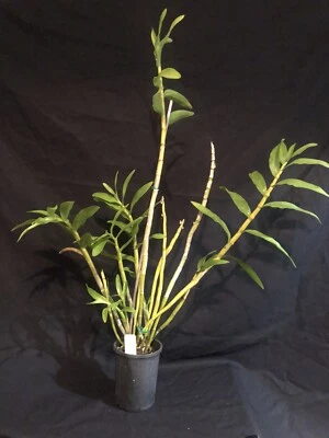 $85 • Buy Dendrobium Chryseum 