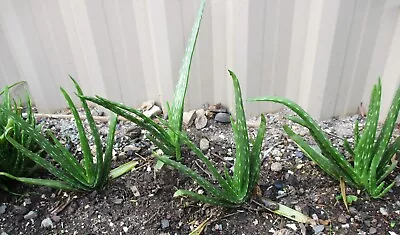 2x Healthy Aloe Vera Plants Bare Rooted Organic About 15 Cm To 25 Cm FREE POST! • $12.99