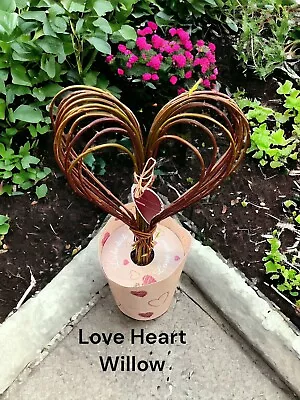 Willow Salix ‘Love Heart’ | Willow Tree | 55cm Tall | Garden Tree Patio • £39.99