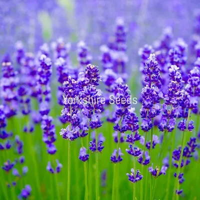 Lavender Angustifolia Hidcote Blue - 500x Seeds - Flower • £2.19