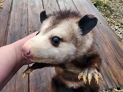Possum Opossum Softmount Soft Mount Taxidermy Racoon Squirrel Hunting Ram • $650
