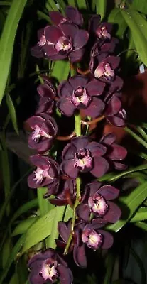 Cymbidium. Kiwi Midnight ‘ Geyserland’ • $45