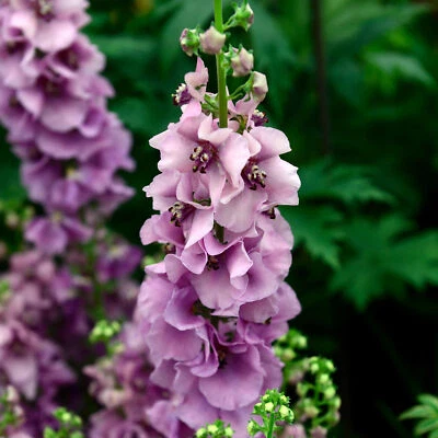 £9.99 • Buy Verbascum Lavender Lass - Mullein | Semi-Evergreen Outdoor Garden Perennial