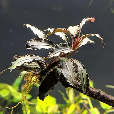 Bucephalandra Godzilla Buce Godzilla Easy Live Aquarium Plant BUY 2 GET 1 FREE  • $12.99