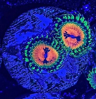 Bowtie Blaster 2 Polyp Zoanthid / Zoa / Zoas / Paly /Soft Coral / Frag  / Easy • £28