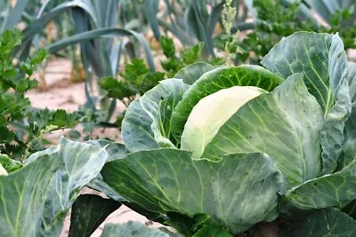 100+ Cabbage Seeds - All Seasons - Heirloom -- Non Gmo -- Fresh • $2.88