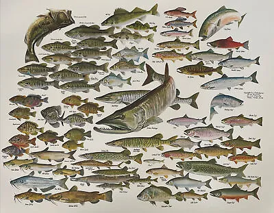 Vintage Print  Fresh Water Fish Of North America  By Russ Smiley 1980 Miami FL • $55