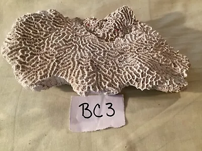 $24.95 • Buy Authentic All Natural Brain Coral