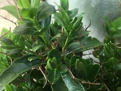 £2.35 • Buy 10 X Indian Stick Insect Nymphs
