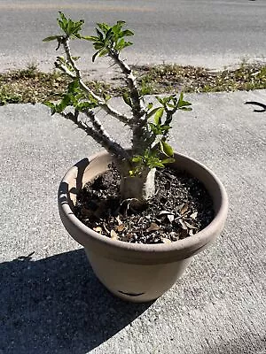 Rare Pachypodium Saundersii Live Plant • $600