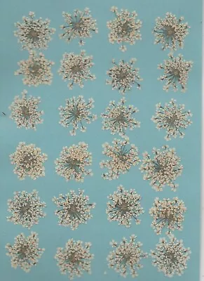 Pressed Flowers 24 White Lace Flowers Ideal For Card Making &  Floral Crafts • £4.25