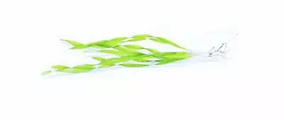 £5.74 • Buy 5 Vallisneria Tortifolia Corkscrew Twisted Vallis Live Aquarium Aquatic Plant