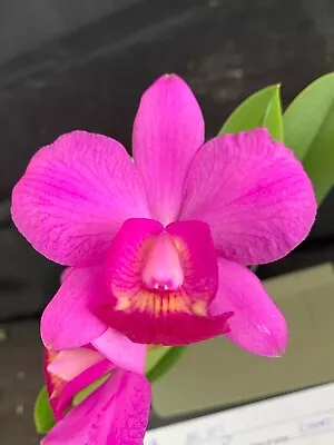 RON Cattleya Orchid Rlc. Rosella's Little Angel 'Big Lip' X C. Aloha Case B876 • $26.50