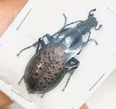 Carabus (Coptolabrus) Formosus From Zhongwei Ningxia 1938 • $7.99