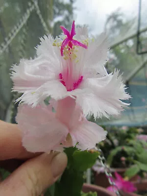 6 X  Mix Schlumbergera Zygocactus Cuttings 1 Each Of Named Varieties Inc.Aspen • $23