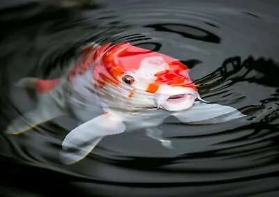 A3| Pretty Koi Carp  Poster Size A3 Fish Pond Japan Japanese Poster Gift #16427 • £8.99