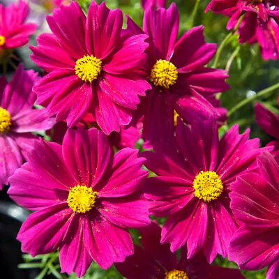 Cosmos 'Apollo Carmine'. Plug Plant X 6. Ideal For Pots Pollinators & Cutting • £10.95