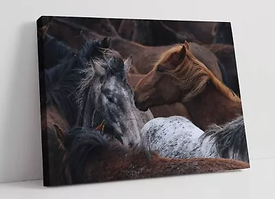 Group Of Horses Close-up Photography -canvas Wall Artwork Picture Print • £14.99