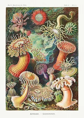 Ernst Haeckel :  Actiniae - Sea Anemones  (1904) — Giclee Fine Art Print • $64.99