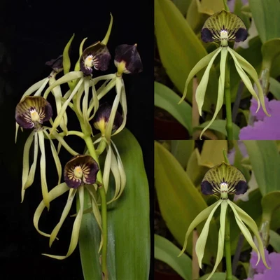 $11.50 • Buy Cattleya Orchid Seedling (Psh. Cochliata 'Pepe' X Psh. Cochliata 'Jules & Elaine