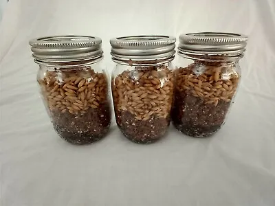3 PINT Mushroom Jars READY ALL N 1 Sterilized Substrate Grain Grow Fast SHIP [A] • $18.95