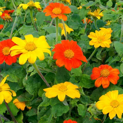 Sunflower MEXICAN TORCH Mix Orange &Yellow  Pollinators Bees Non-GMO 25 Seeds! • $4.48