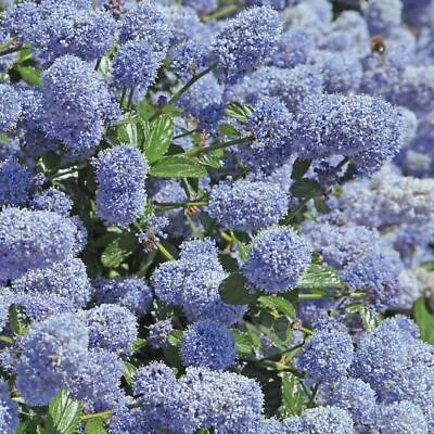CEANOTHUS AUTUMNAL BLUE PLANT 9 Cm POT CALIFORNIAN LILAC SHRUB BLUE FLOWERS • £9.95